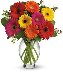Teleflora's Gerbera Brights from Weidig's Floral in Chardon, OH